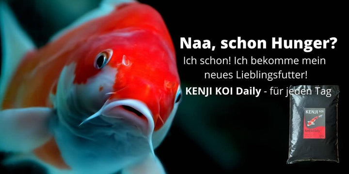 KENJI KOI Daily Food 5kg 3mm - Koifutter für die ganze Saison mit SPIRULINA | Alleinfutter für Koi |