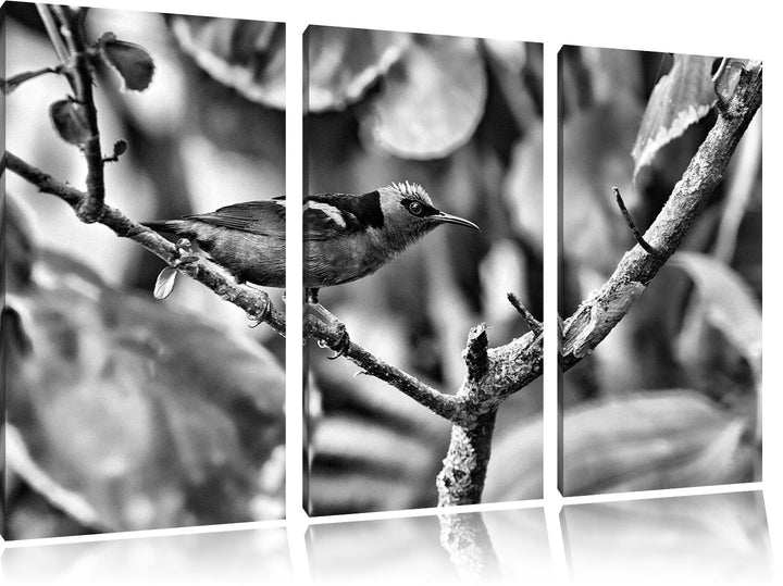 Pixxprint Türkisnaschvogel auf AST als Leinwandbild/Grösse: 3 Teilig (120x80) cm/Wandbild/Kunstdruck