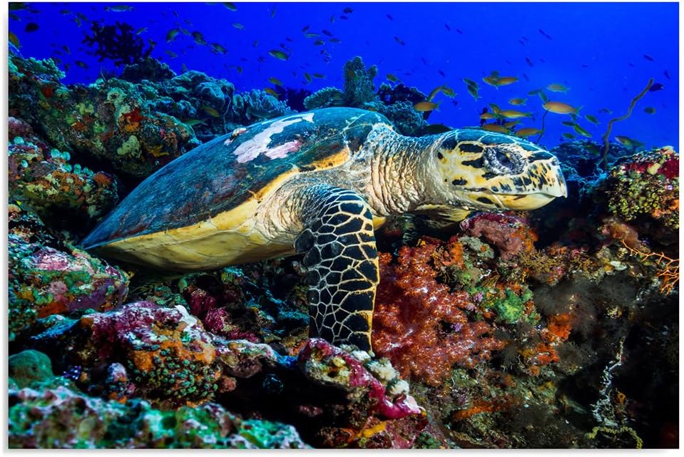 Feeby Bilder Schildkröte Natur 70x50 cm Wohnzimmer Schlafzimmer Büro Flur Küche Wandbilder Modern Bi