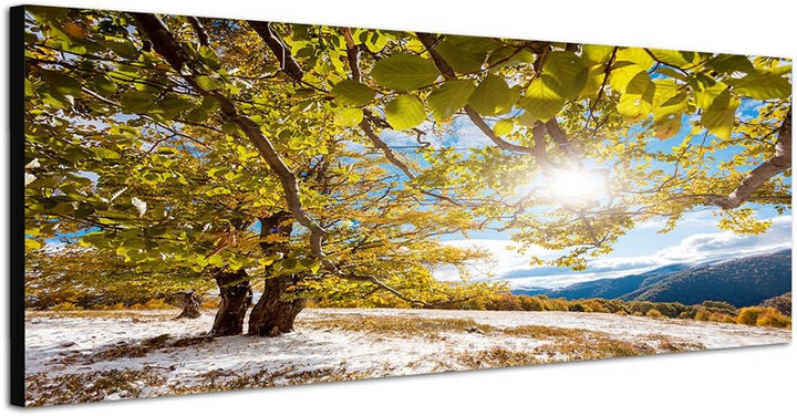 Paul Sinus Art Panoramabild auf Leinwand und Keilrahmen 150x50cm Wald Bäume Sonnenstrahlen Natur