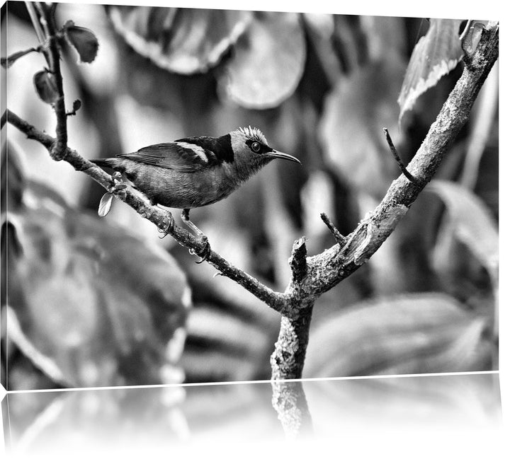 Pixxprint Monocrome, Kleiner Türkisnaschvogel auf AST, Format: 100x70 auf Leinwand, XXL riesige Bild