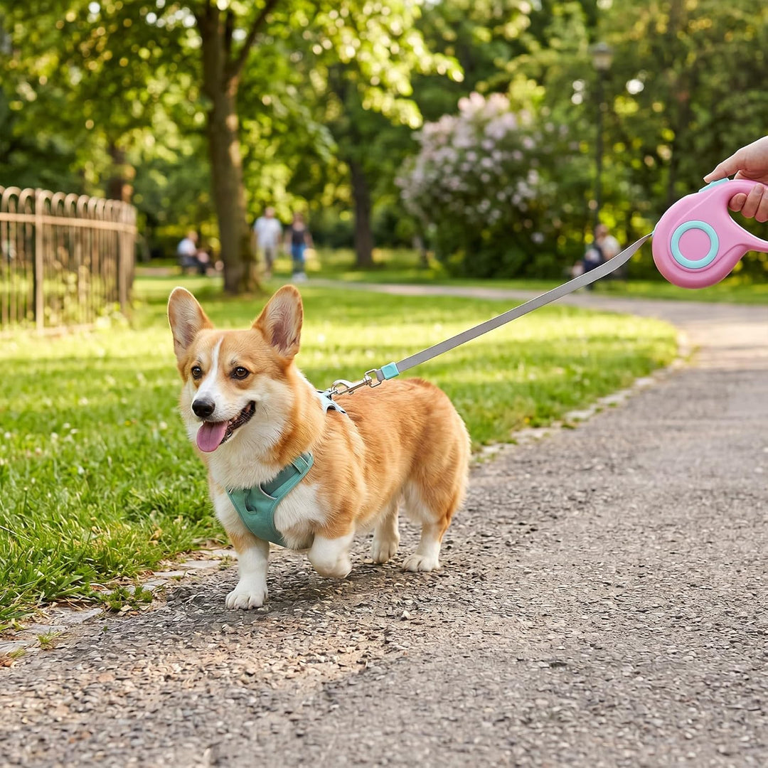 AIITLE Ausziehbare Hundeleine, 5m Flexi Hundeleine für Kleine und Mittlere Hunde bis 15 kg, 360° Dre
