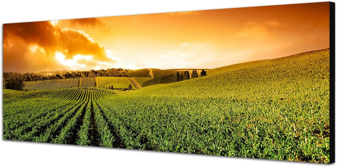 Paul Sinus Art Panoramabild auf Leinwand und Keilrahmen 120x40cm Weinberg Sonnenuntergang Landschaft