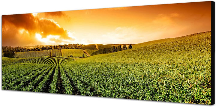 Paul Sinus Art Panoramabild auf Leinwand und Keilrahmen 120x40cm Weinberg Sonnenuntergang Landschaft