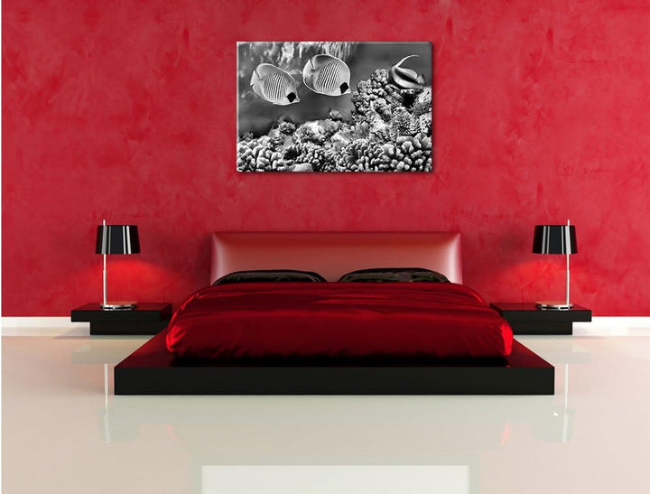 Pixxprint Tropen Fische / 100x70cm Leinwandbild bespannt auf Holzrahmen/Wandbild Kunstdruck Dekorati