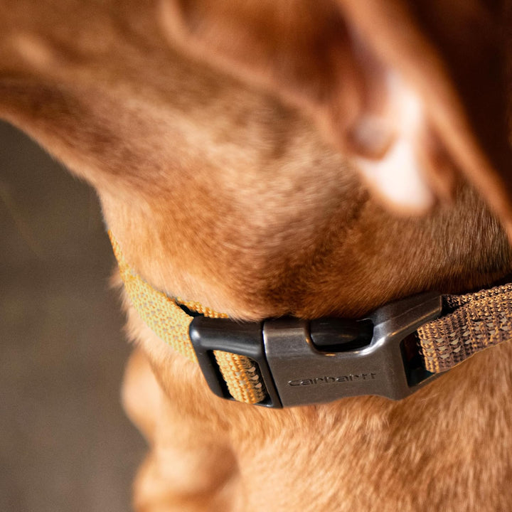 Carhartt Hundehalsband, Messing, gebürstet, Grösse L, Schwarz. Schwarz/gebürstetes Messing Large, Sc