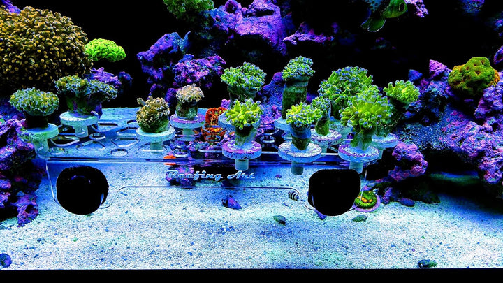 Reefing Art Magnetisches Korallen-Fragregal, Starke N52-Magnete (gross max.) Large Max, Large Max
