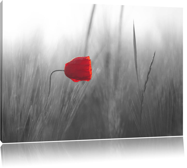 Pixxprint Einzelne rote Rose im Sonnenlicht als Leinwandbild/Grösse: 100x70 cm/Wandbild/Kunstdruck/f