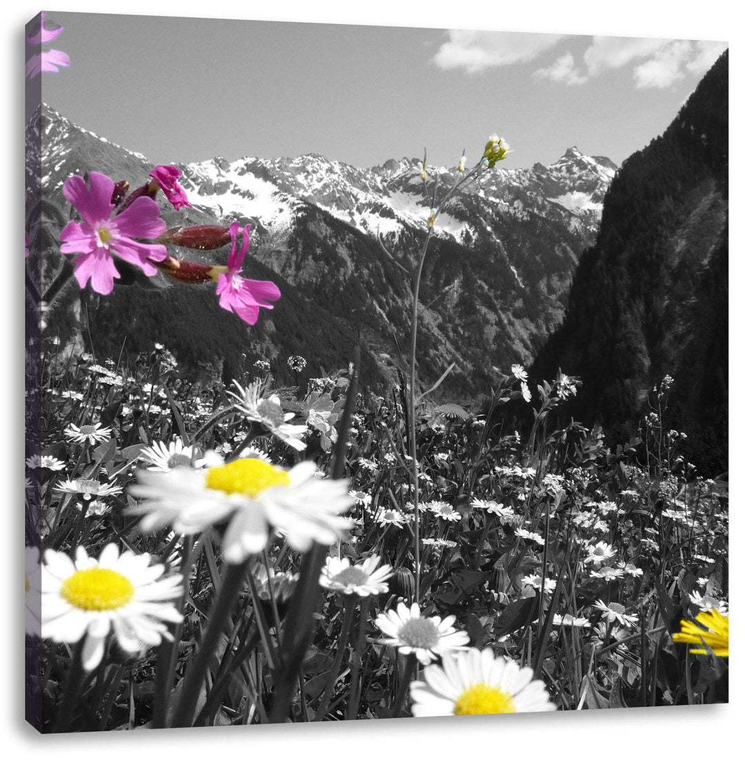 Pixxprint schöne Blumenwiese 70x70cm Leinwandbild Wandbild Kunstdruck, 70x70