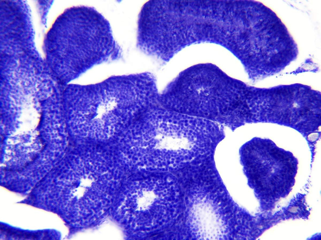Bresser Mikroskop Dauerpräparate 30 Stück in Kunststoffbox, Lernpräparate aus der Biologie Single, S