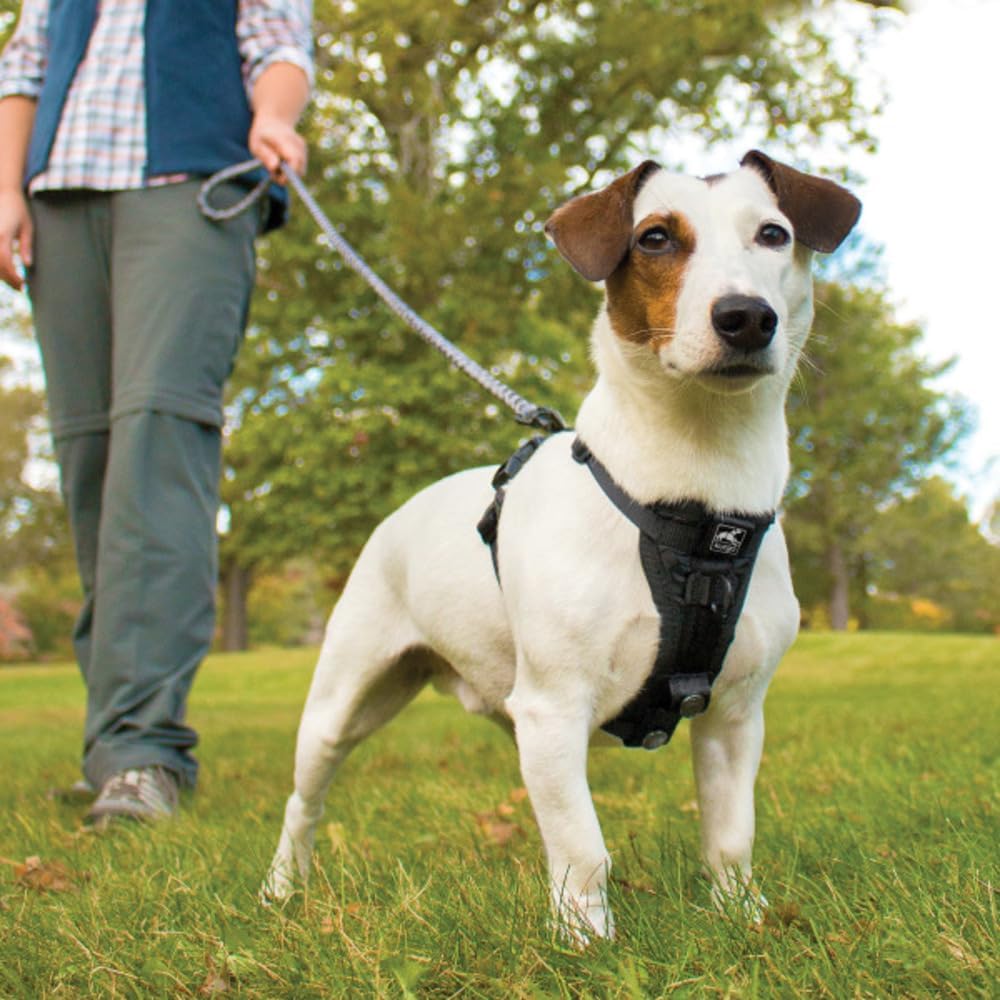 Kurgo Tru-Fit Smart Hundegeschirr, Mit gepolstertem Brustteil und D-Ring, Inklusive Autosicherheitsg