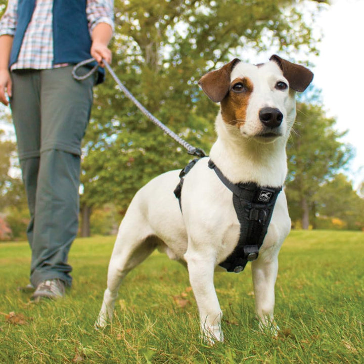 Kurgo Tru-Fit Smart Hundegeschirr, Mit gepolstertem Brustteil und D-Ring, Inklusive Autosicherheitsg