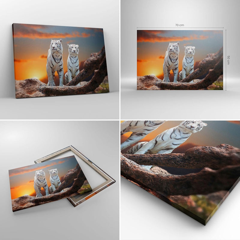 Bilder auf Leinwand Tiger weiss Rock Sonnenuntergang Leinwandbild 70x50cm Wandbilder Dekoration Wohn