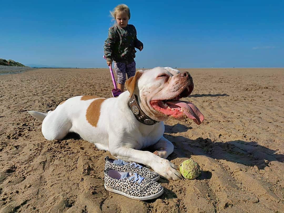 Bestia Maximus Echtleder Hundehalsband für grosse Hunde 100% Leder XL- 57,5 bis 67,5 cm Halsumfang B