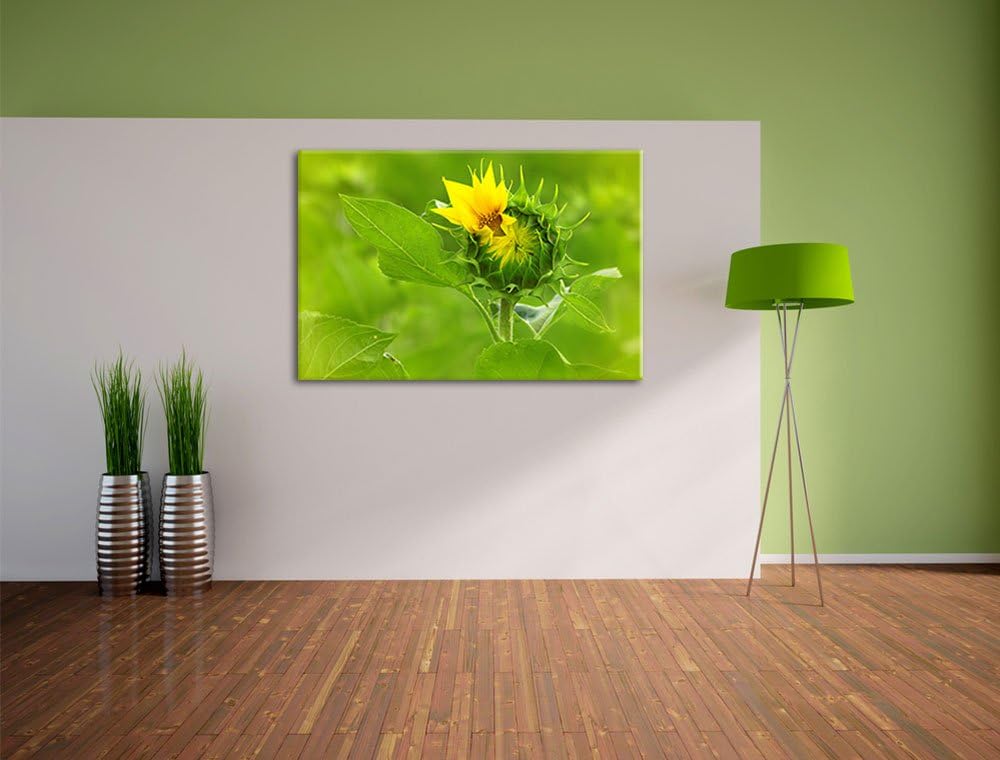 Aufblühende Sonnenblume, Format: 100x70 auf Leinwand, XXL riesige Bilder fertig gerahmt mit Keilrahm