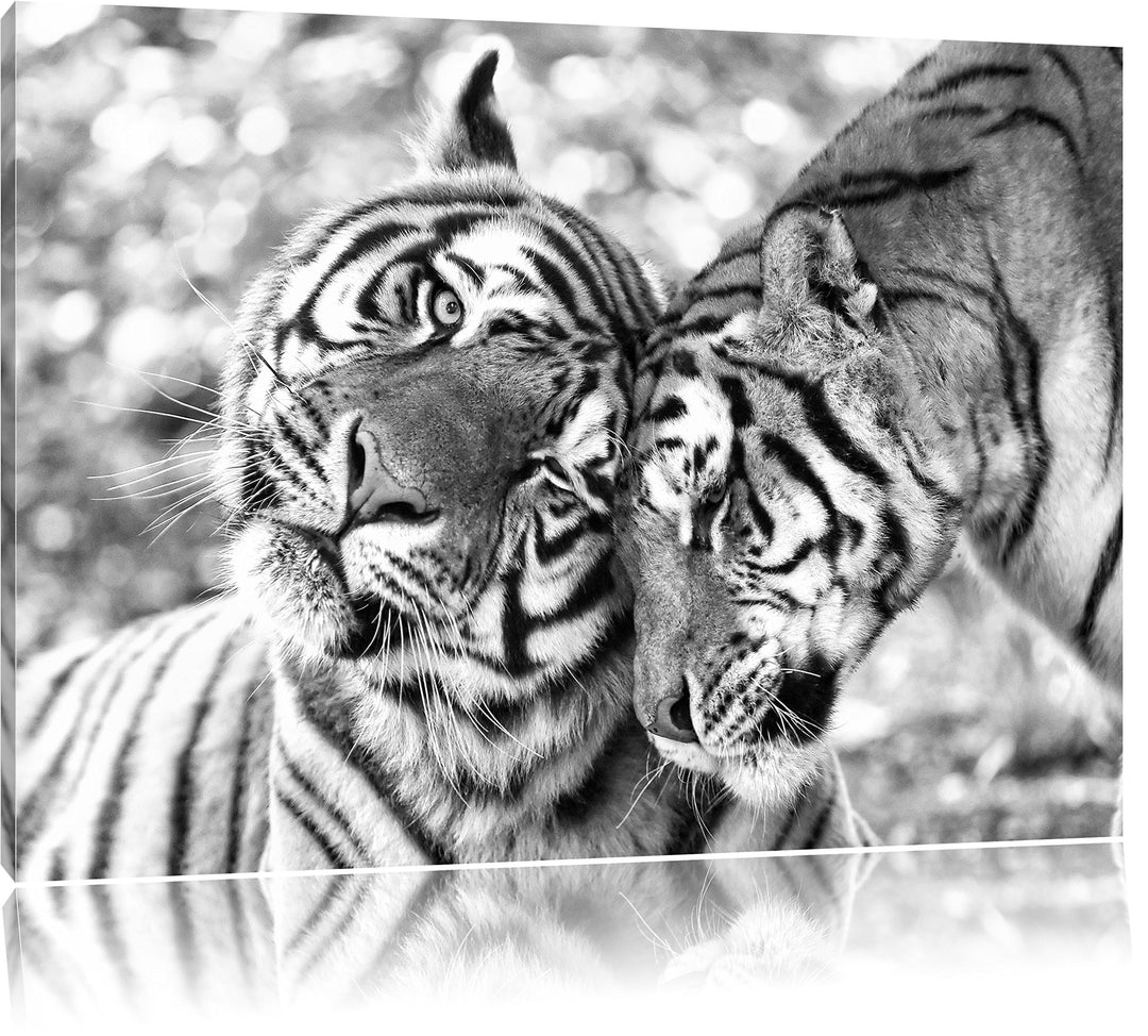 Pixxprint Zwei liebkosende Tiger Kunst B&W, Format: 100x70 auf Leinwand, 100x70