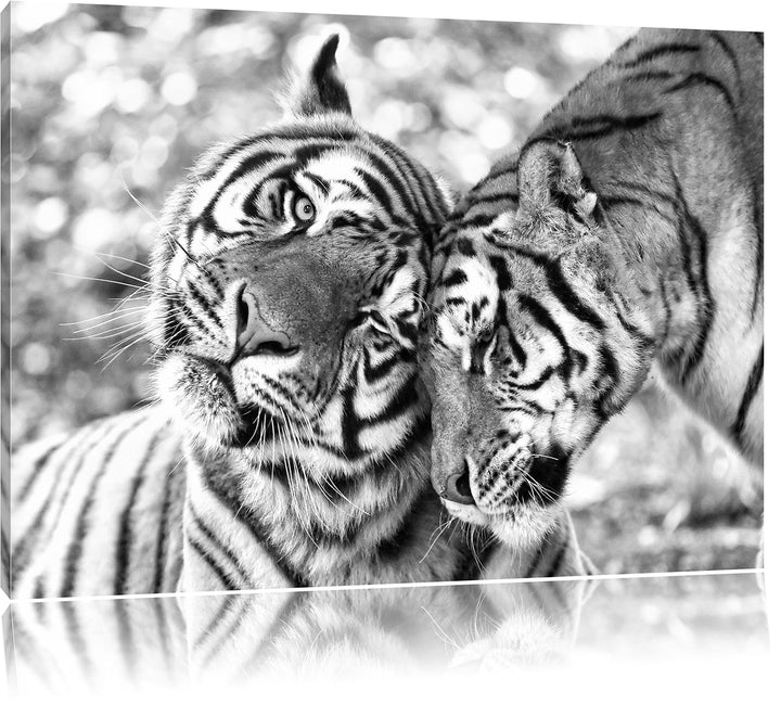 Pixxprint Zwei liebkosende Tiger Kunst B&W, Format: 100x70 auf Leinwand, 100x70