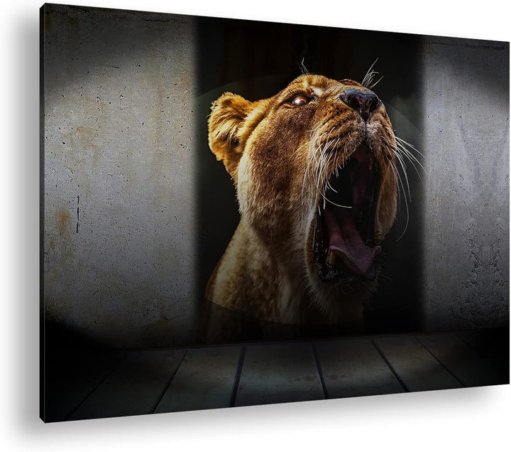 deyoli brüllende Löwin Format: 80x60 als Leinwand, Motiv fertig gerahmt auf Echtholzrahmen, Hochwert