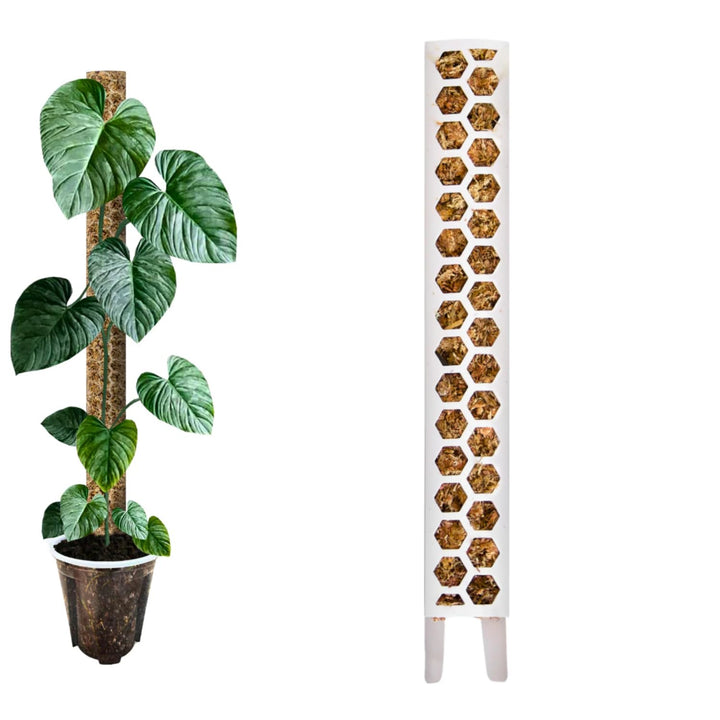 Moosstab [PlantScraper] 30 cm (S) / 3 Stück/Weiss | Pflanzenstab | Moss Pole | Rankstab | Moosstange
