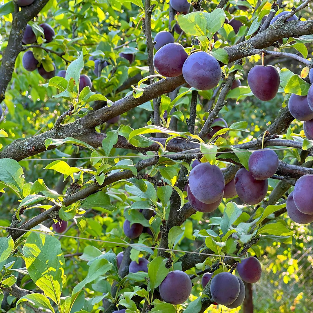 Gadpiparty 50 Stück Astspreizer für Obstbäume Gartenbau aus Verzinktem Stahl Aststütze für Birnen Ki