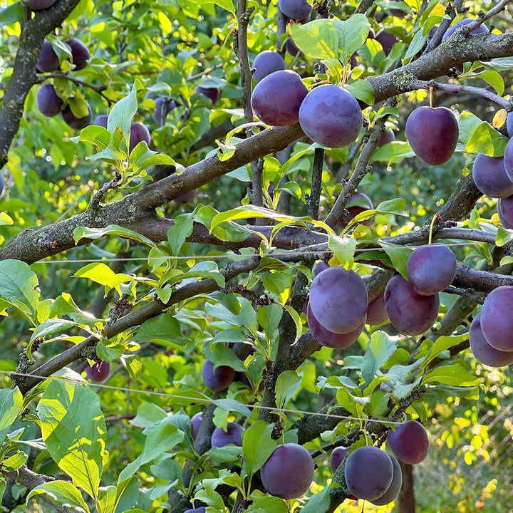 Gadpiparty 50 Stück Astspreizer für Obstbäume Gartenbau aus Verzinktem Stahl Aststütze für Birnen Ki