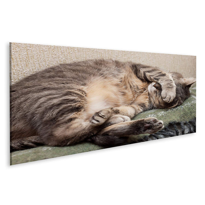 islandburner Bild auf Leinwand Schlafende Katze Bilder Wandbilder Poster Leinwand 120x40cm - Panoram