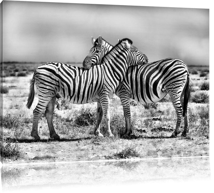 Pixxprint Monocrome, Schmusende Zebras, Format: 100x70 auf Leinwand, 100x70