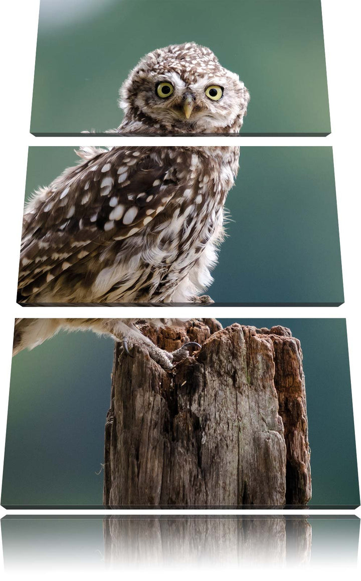 Pixxprint Lustige kleine Eule 3-Teiler Leinwandbild 120x80 Bild auf Leinwand