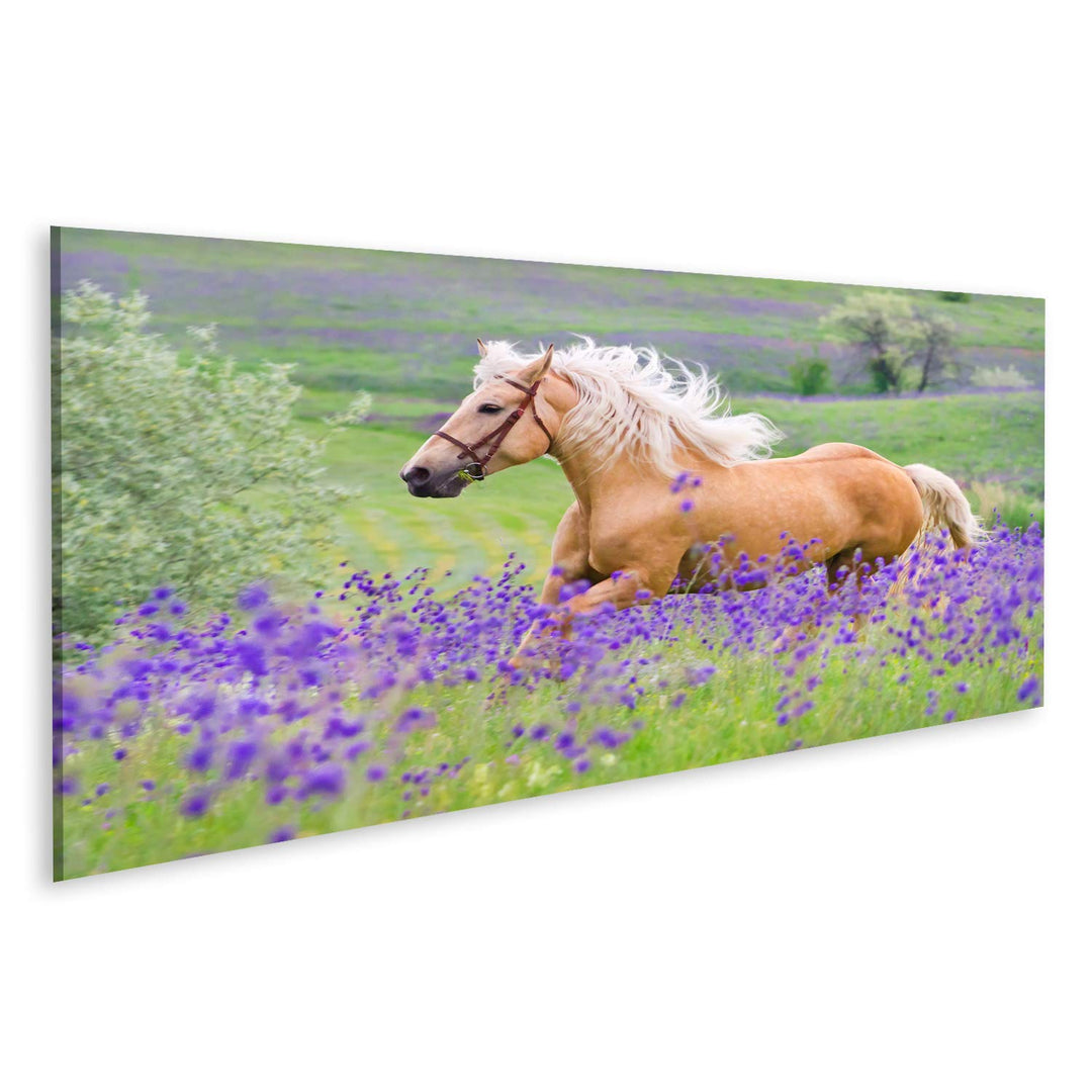 islandburner Bild auf Leinwand Palomino Pferd Kinderzimmer Hobby Reiten Bilder Wandbilder Poster Lei