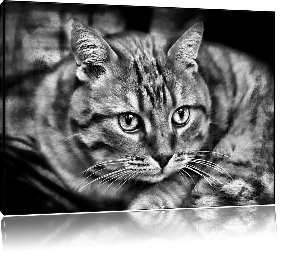 Pixxprint Monocrome, schöne Hauskatze, Format: 100x70 auf Leinwand, riesige Bilder fertig gerahmt mi