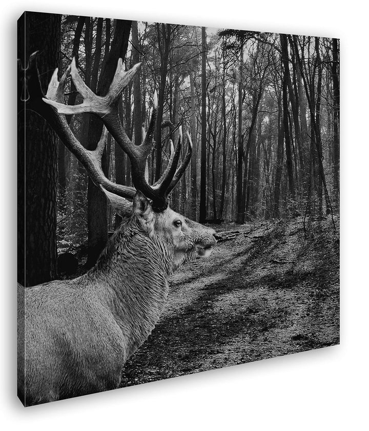 deyoli Edler Hirsch im Wald Format: 70x70 Effekt: Schwarz&Weiss als Leinwandbild, Motiv fertig gerah