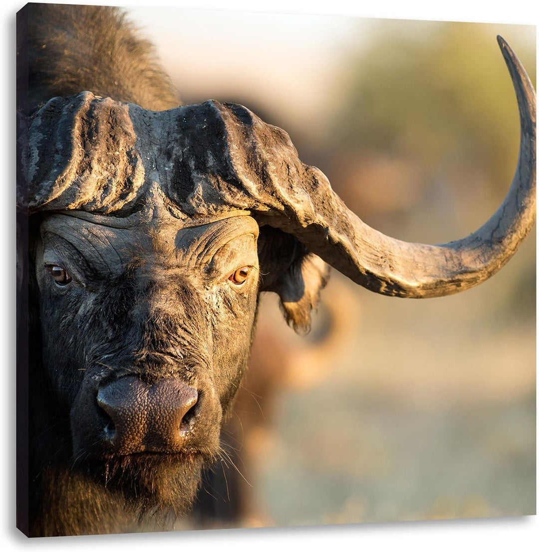 Pixxprint Kaffernbüffel mit Hörnern als Leinwandbild Quadratisch/Grösse: 70x70 / Wandbild/Kunstdruck