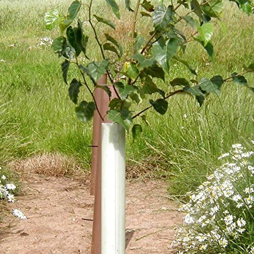 Tubex Easywrap Obstbaumschutz, Wuchshülle und Verbissschutz speziell für Obstbäume, 60cm Höhe. Ø 50-