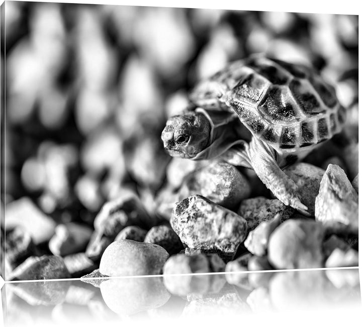 Pixxprint Kleine Schildkröte als Leinwandbild/Grösse: 100x70 / Wandbild/Kunstdruck/fertig bespannt,