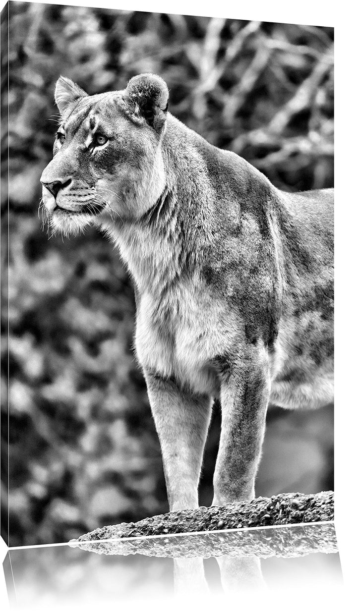 Pixxprint majestätische Löwin als Leinwandbild/Grösse: 100x70 cm/Wandbild/Kunstdruck/fertig bespannt
