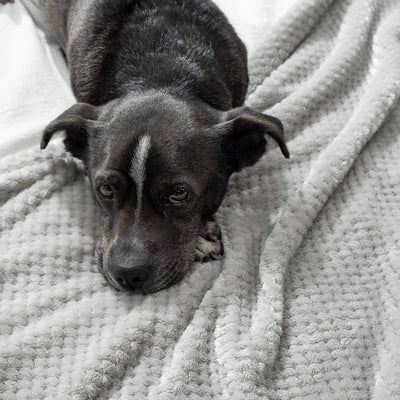 MIULEE Kuscheldecke Granulat Fleecedecke Flanell Decke Weich Flauschig Einfarbig Wohndecken Couchdec
