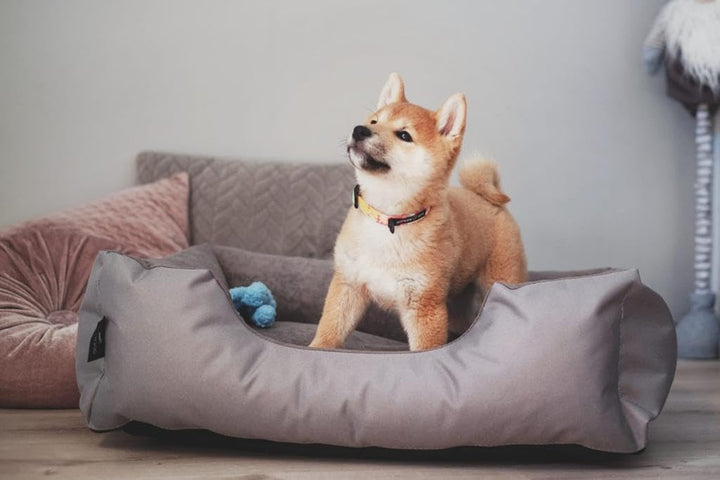 BedDog Hundebett Zara, Hundekissen mit abziehbaren waschbaren Bezug, Hundekorb, Hundesofa, für klein