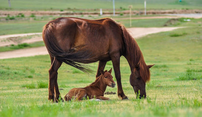 Scheidler horse-direkt Schwarzkümmelsamen ganz, 15kg, Pferd, zur Unterstützung, Einzelfuttermittel,