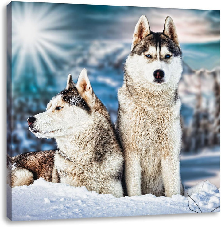 Zwei wilde Huskies, Format: 70x70 auf Leinwand, XXL riesige Bilder fertig gerahmt mit Keilrahmen, Ku