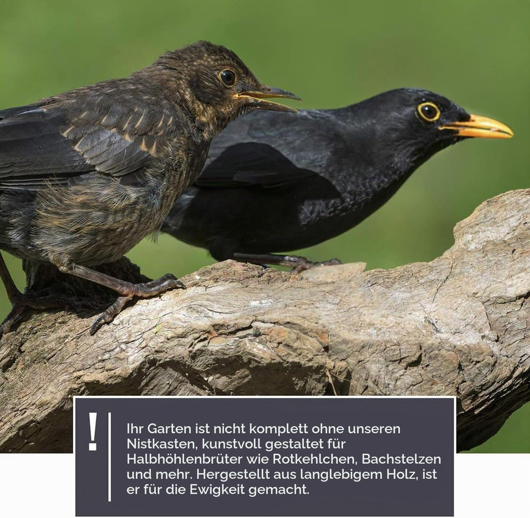 wildtier herz I Amsel Nistkasten aus verschraubtem Massiv-Holz - Wetterfest &amp; Unbehandelt, Vogelhaus