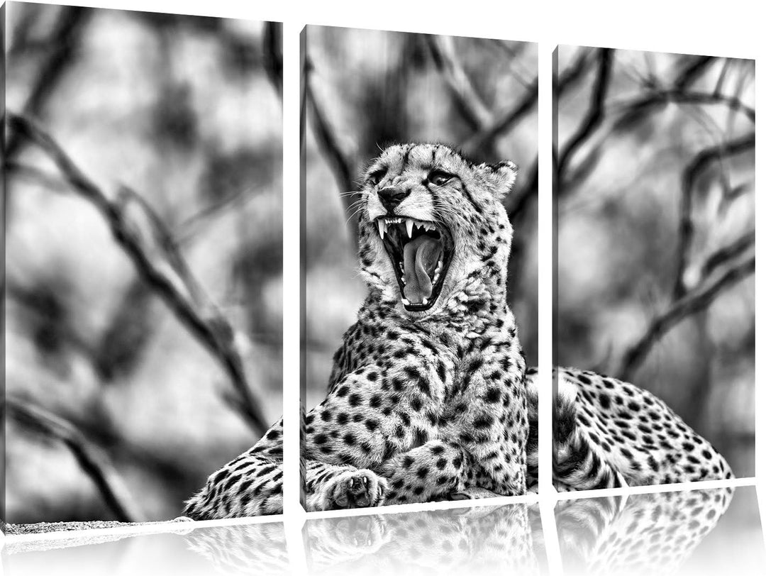 Pixxprint Gepard gähnt als Leinwandbild/Grösse: 3 Teilig (120x80) cm/Wandbild/Kunstdruck/fertig besp