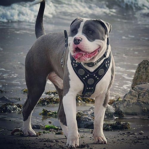 Bestia |Maximus| Leder Brustgeschirr für grosse Hunde. Bis 145 cm Brustumfang. 100% Leder. Handgefer