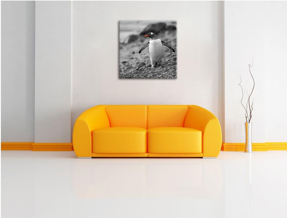 süsser Pinguin am Steinstrand schwarz/weiss, Format: 70x70 auf Leinwand, 70x70