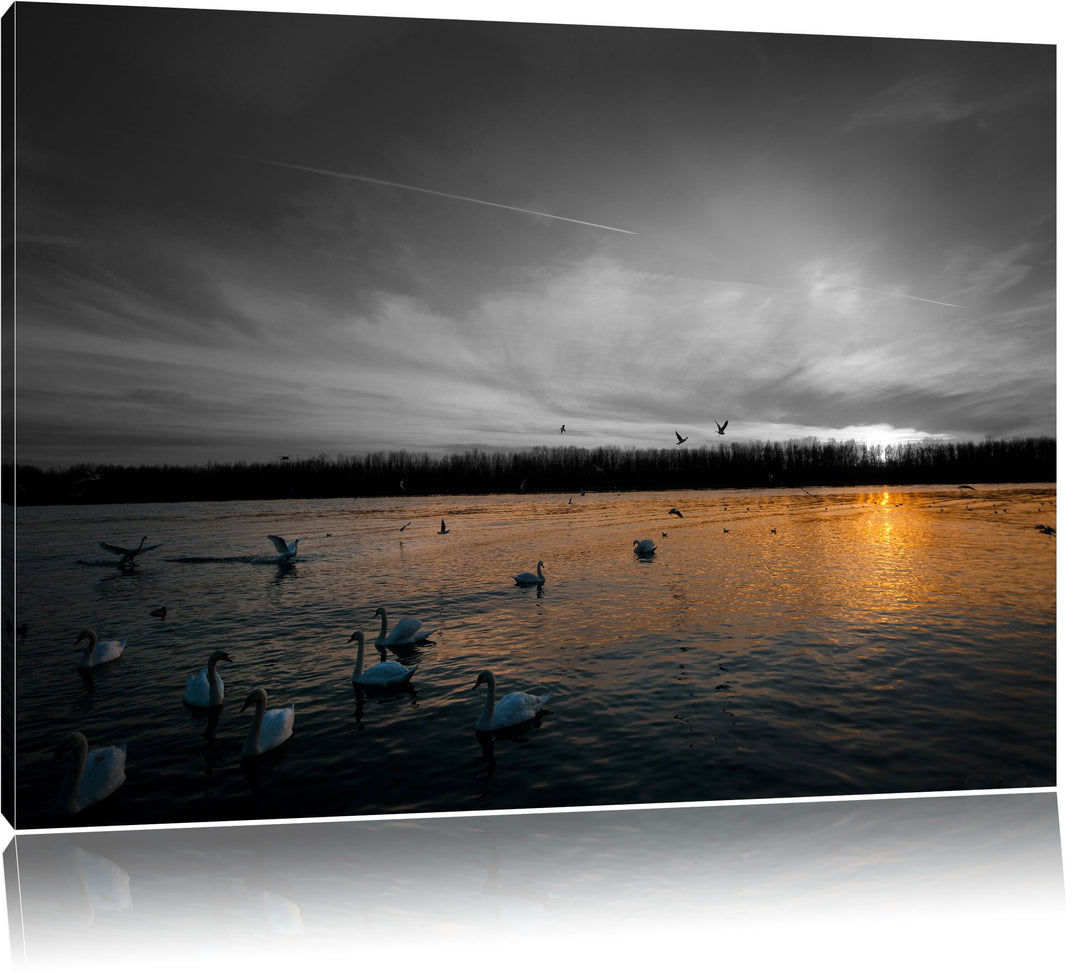 Weisse Schwäne im Sonnenuntergang schwarz/weiss Format: 100x70 auf Leinwand, XXL riesige Bilder fert