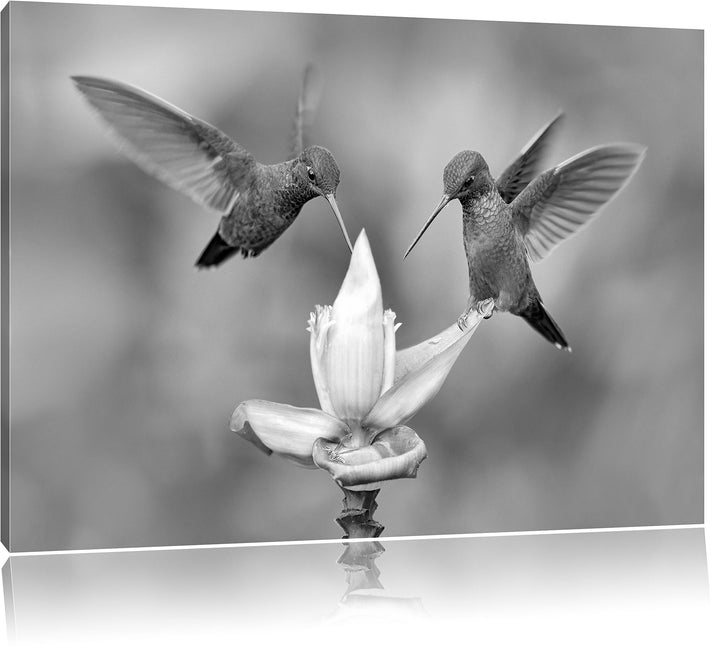 Pixxprint Kolibris in den Tropen als Leinwandbild/Grösse: 100x70 / Wandbild/Kunstdruck/fertig bespan
