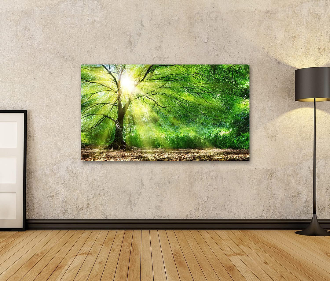 islandburner Bild auf Leinwand Baum Mit Sonnenschein Sonnenstrahlen Bilder Wandbilder Poster 80L x 4