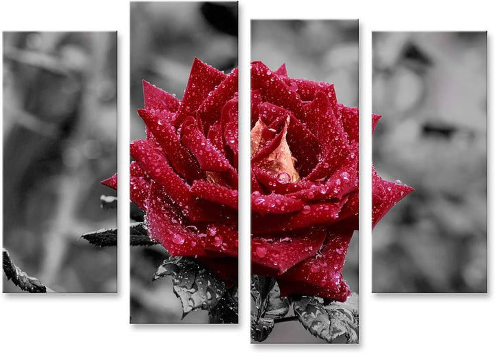 islandburner Bild auf Leinwand Rote Rose Auf Grauem Hintergrund Farbwirkung Wandbild Poster Kunstdru