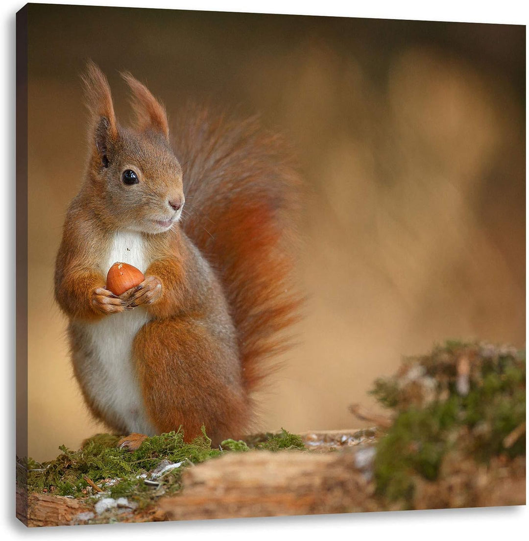 Pixxprint Freches Eichhörnchen mit Nuss als Leinwandbild/Grösse: 70x70 cm/Wandbild/Kunstdruck/fertig