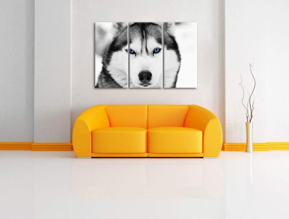 Pixxprint Husky mit blauen Augen als Leinwandbild | Grösse: 3 Teilig (120x80) | Wandbild| Kunstdruck