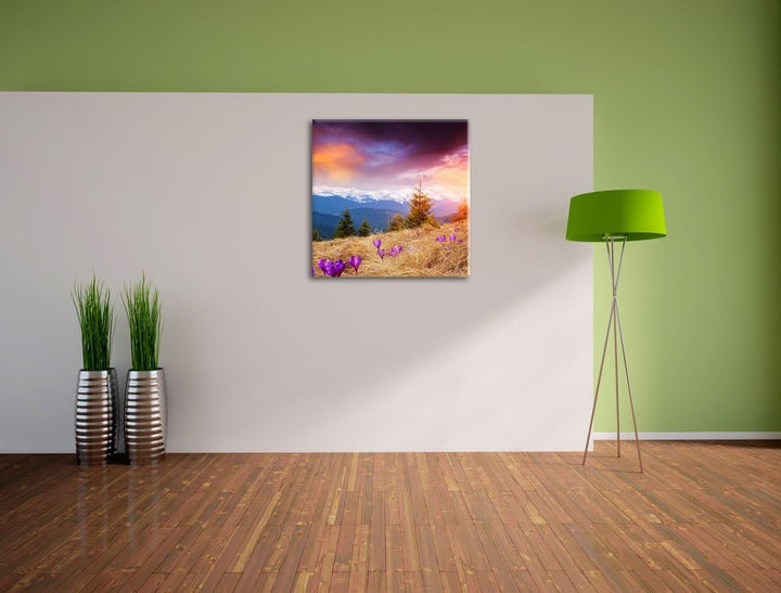 Pixxprint Krokusse auf Hochalmwiese in Alpen, Format: 70x70 auf Leinwand, 70x70